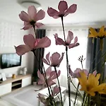 Sweet Central ,in The City Center * 埃格尔